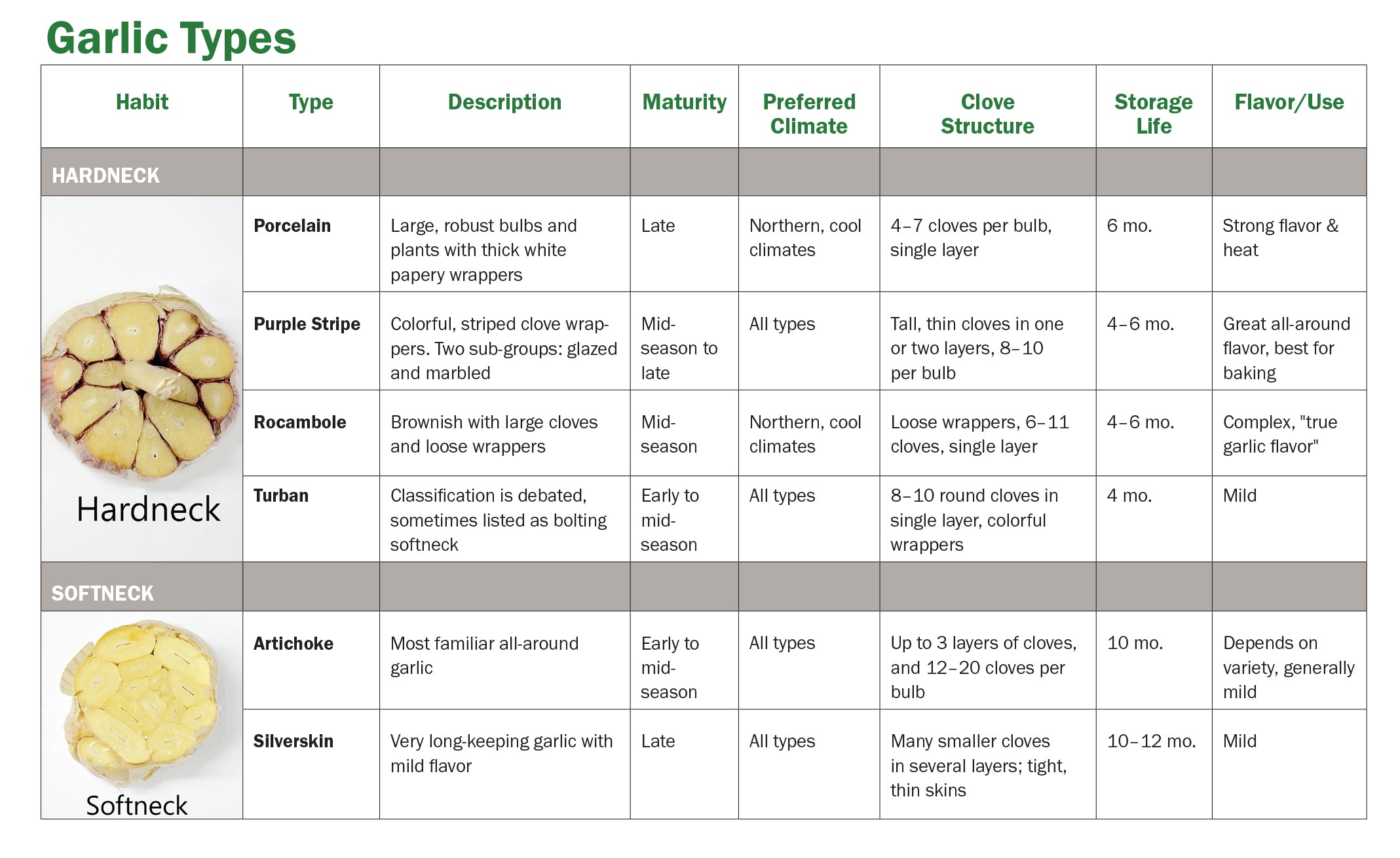 Types Of Garlic Complete List And Guide 2023 Garlic P vrogue.co