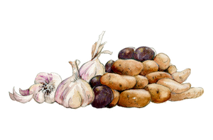 GARLIC & POTATOES