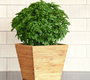 All Herb Transplants