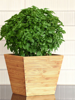 All Herb Transplants