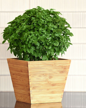 All Herb Transplants