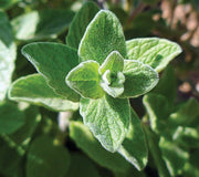 All-American Selections Herbs