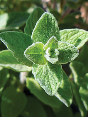 All-American Selections Herbs