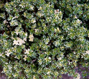 Thyme
