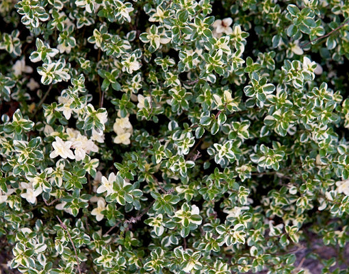 Thyme