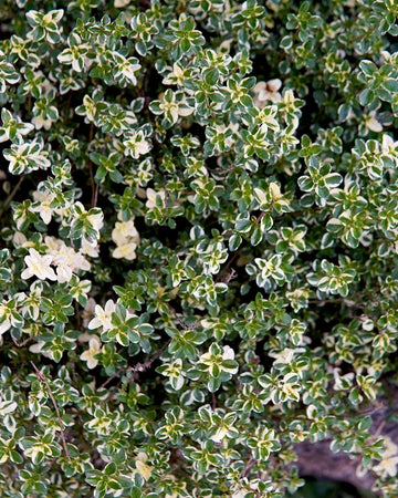 Thyme