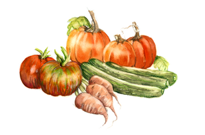 HEIRLOOMS & OPEN-POLLINATED