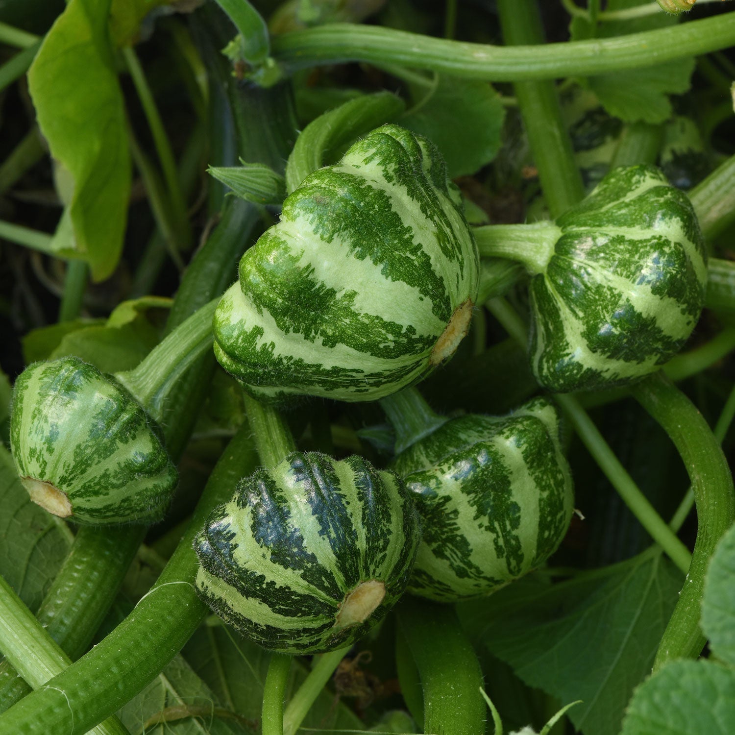 Kandy Korn Corn Seed | Territorial Seed