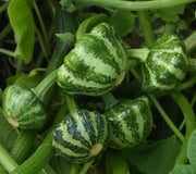 All-American Selections