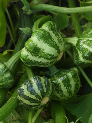 All-American Selections