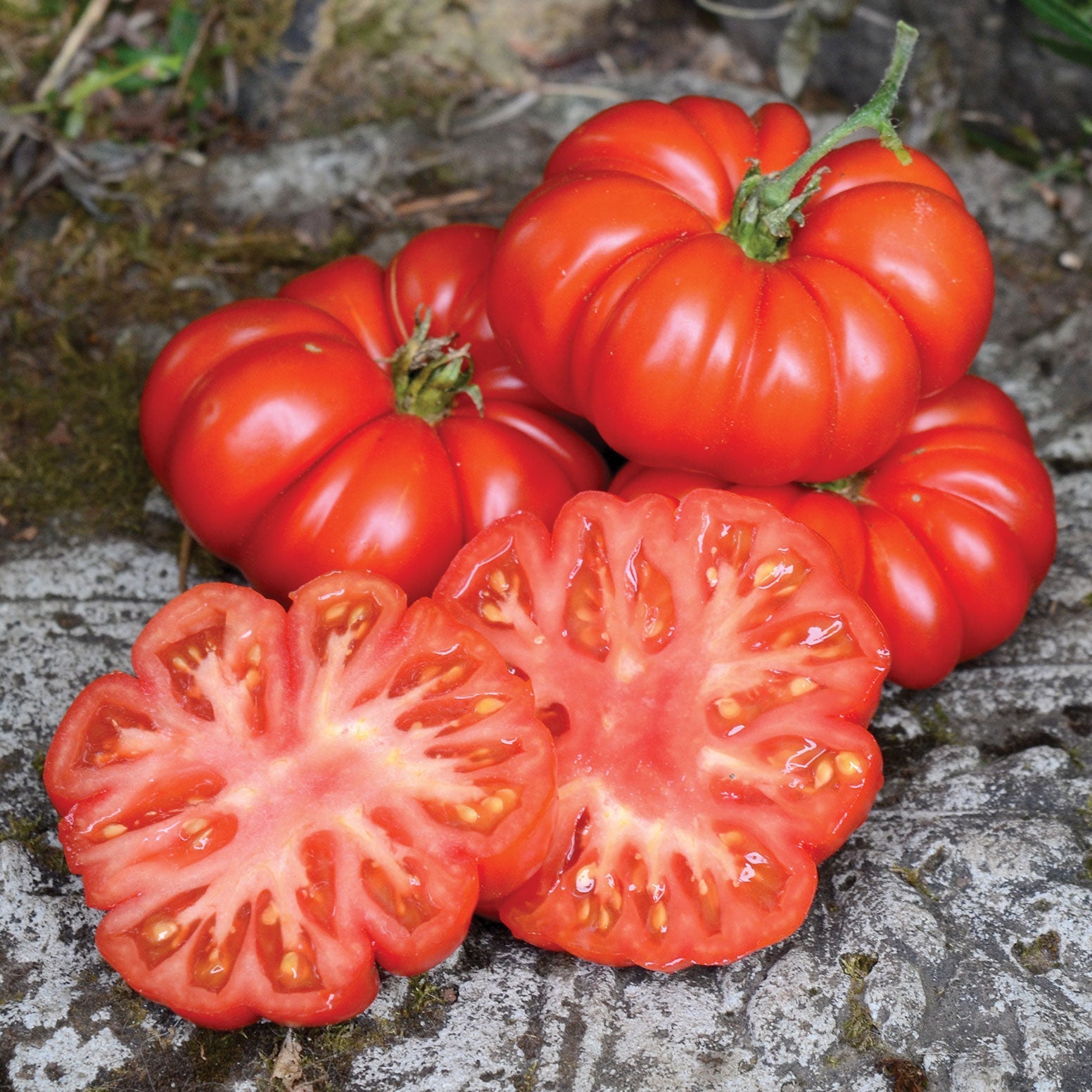 Tomatoes | Territorial Seed