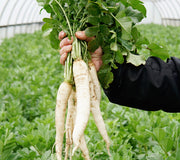 Brassica Cover Crops