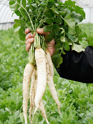 Brassica Cover Crops