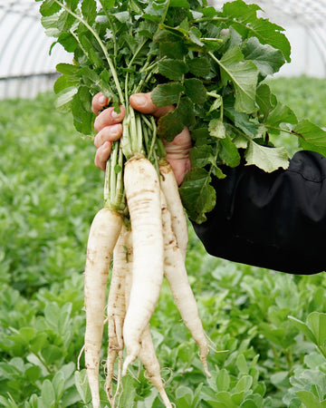 Brassica Cover Crops