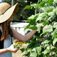 Person in a garden picking green beans from a plant
