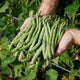 Hands holding a bundle of green beans with a garden background