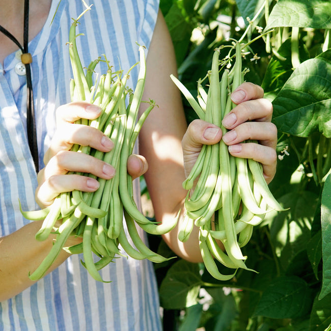 Person holding two bunches of green beans in a garden setting