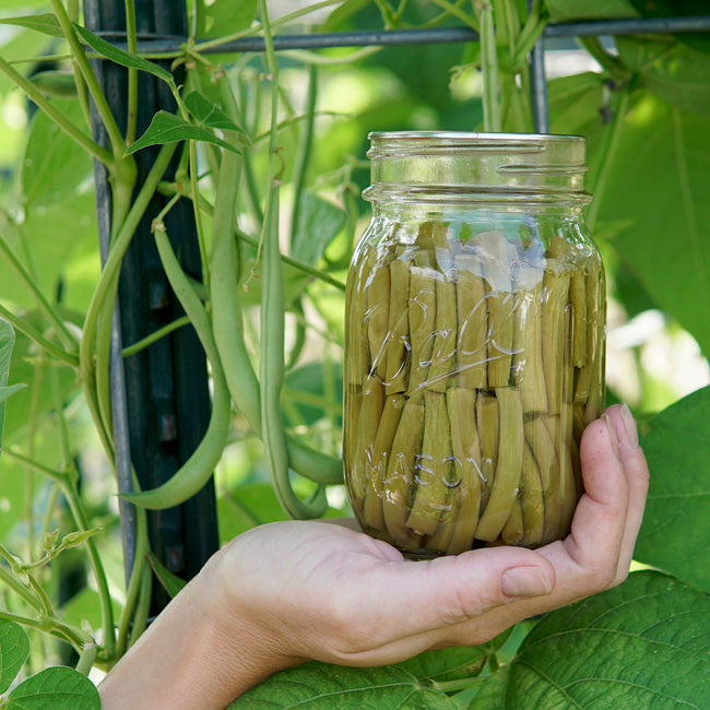 Hand holding a jar of pickled green beans with green bean plants in the background