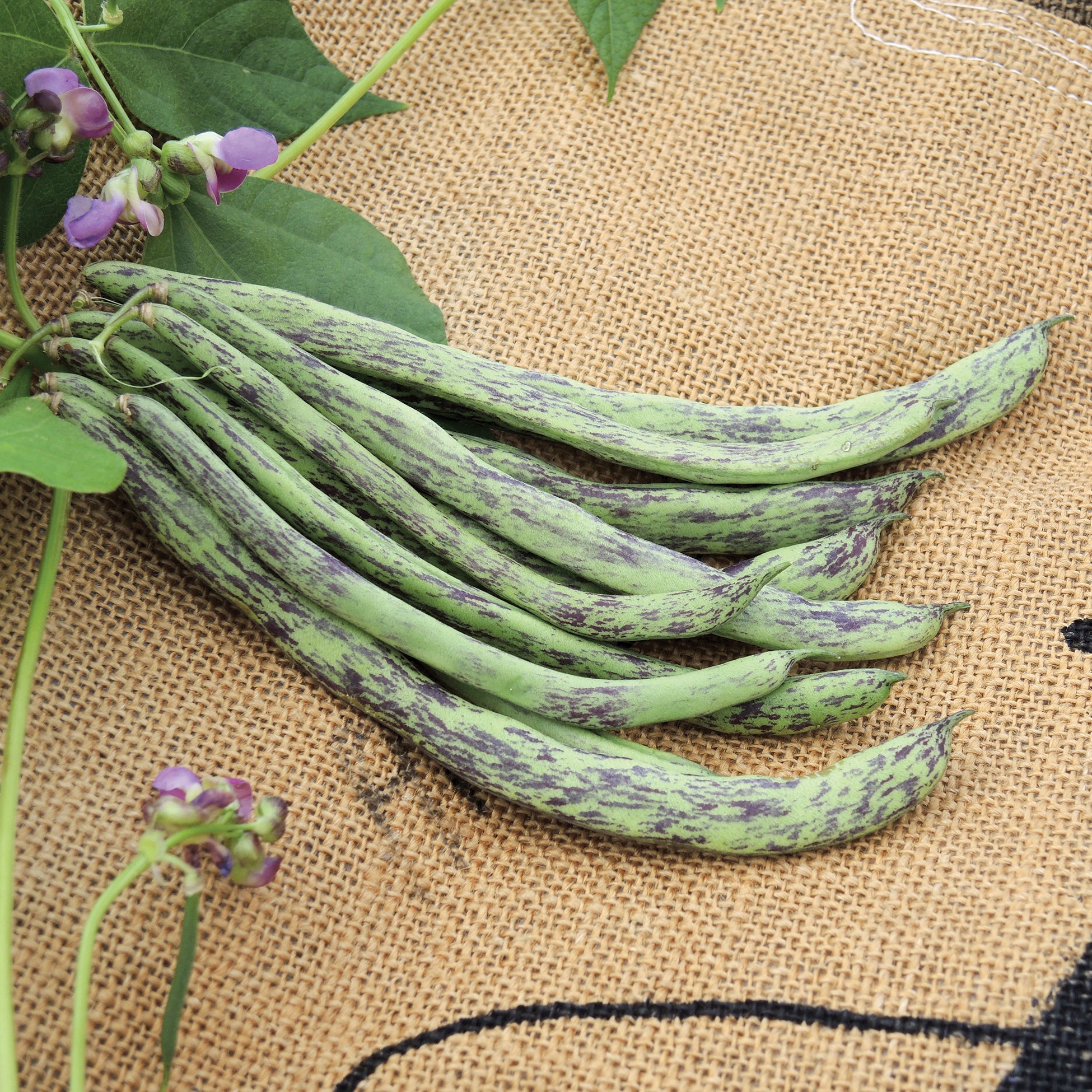 Rattlesnake Bean