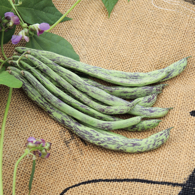 RATTLESNAKE BEAN