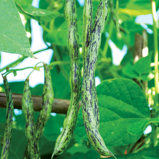 RATTLESNAKE BEAN
