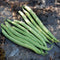 Close-up of Oregon 91 G Bean showcasing smooth, pencil-straight green beans on soil