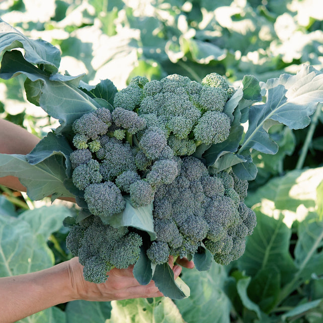 Hand holding a bunch of fresh green broccoli with a blurred background of green plants