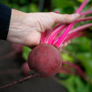 GEMINI-BEET