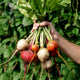 Hand holding a bunch of freshly harvested beets with green leaves against a natural background.