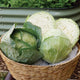 GREENBOY-CABBAGE