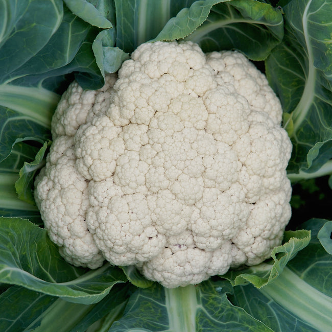 Snow Crown Cauliflower