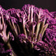 A close-up image of purple florets of a Murasaki Fioretto 70 cauliflower plant.