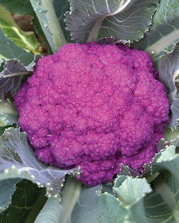 AMETHYST-CAULIFLOWER