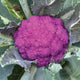 AMETHYST-CAULIFLOWER