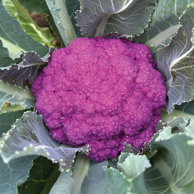 AMETHYST-CAULIFLOWER