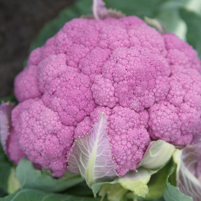 AMETHYST-CAULIFLOWER