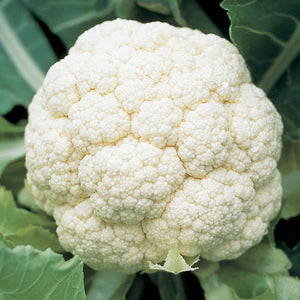 GOODMAN-CAULIFLOWER
