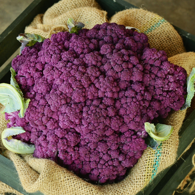 A large head of purple graffiti cauliflower with green leaves, placed on a burlap fabric.