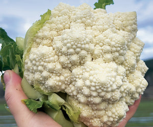 Hand holding a head of whitaker cauliflower with a blurred natural background
