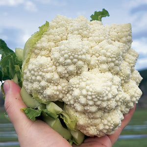 Hand holding a head of whitaker cauliflower with a blurred natural background