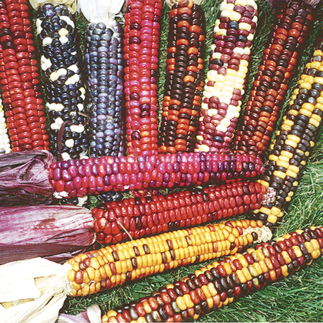 PAINTED MOUNTAIN CORN