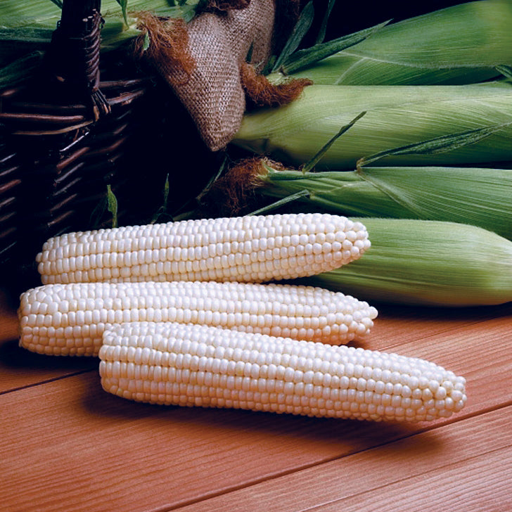 Avalon Corn