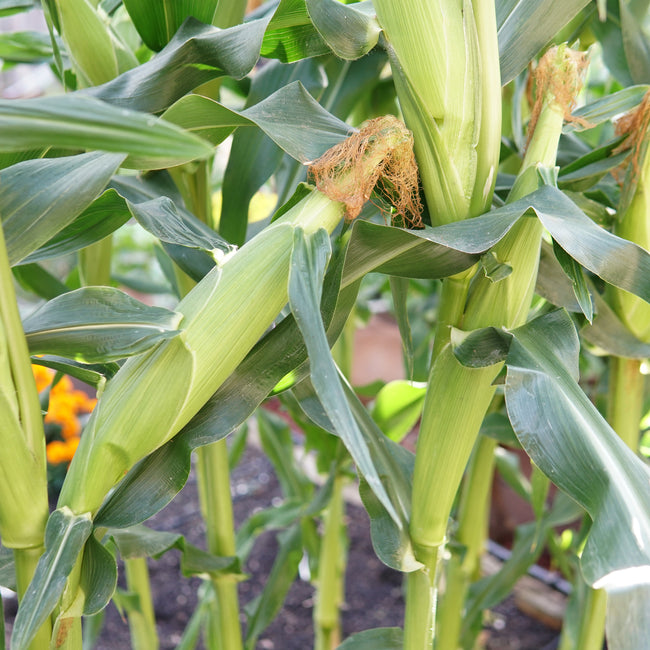 Big N' Tender Corn