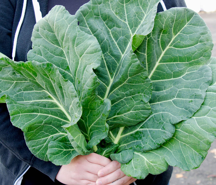 TOP CHOP-COLLARD