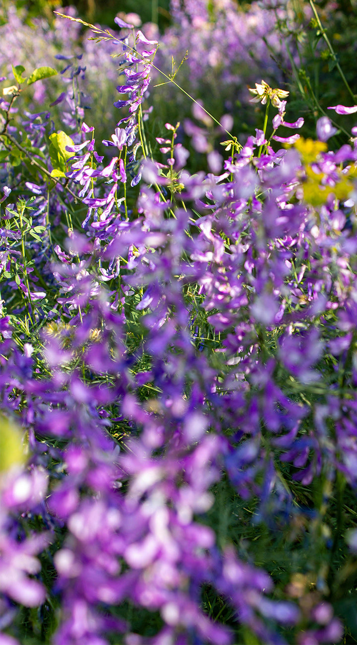 Field of purple corydalis flowers with a blurred background