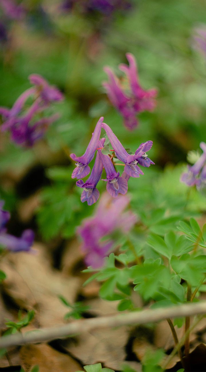 Purple corydalis flowers with green leaves on a natural background