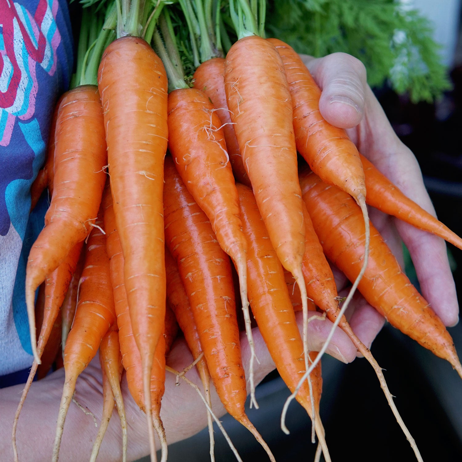 Territorial Seed Company Kuroda Carrot - Thumbnail 5