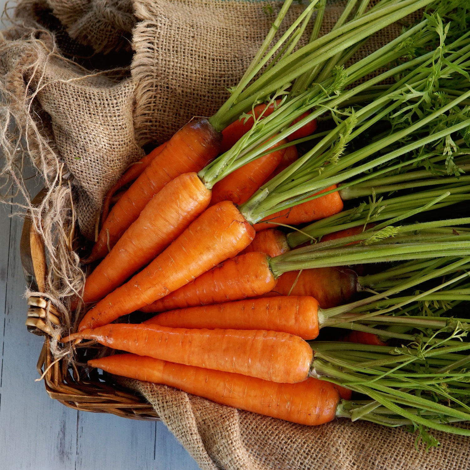 Territorial Seed Company Kuroda Carrot - Thumbnail 3