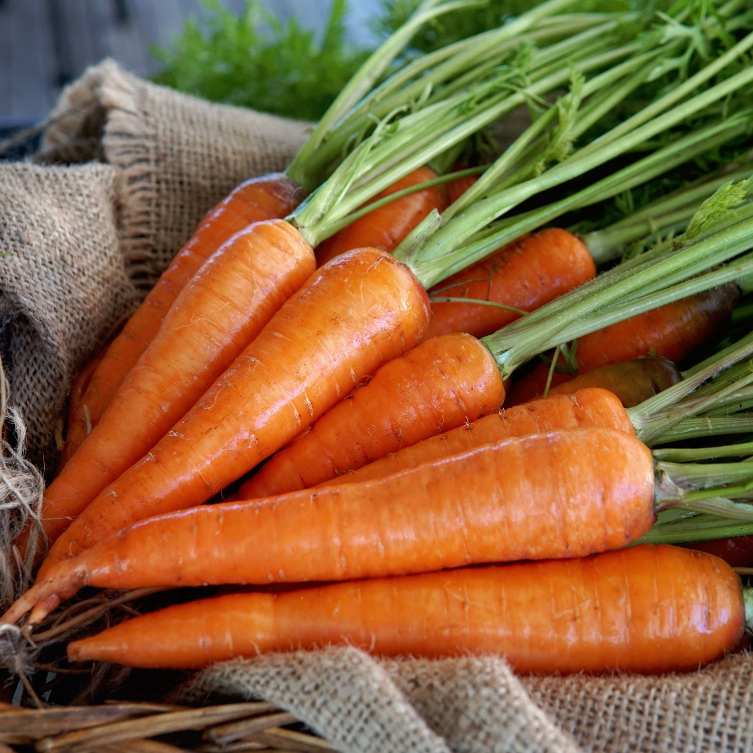 Territorial Seed Company Kuroda Carrot - Thumbnail 2