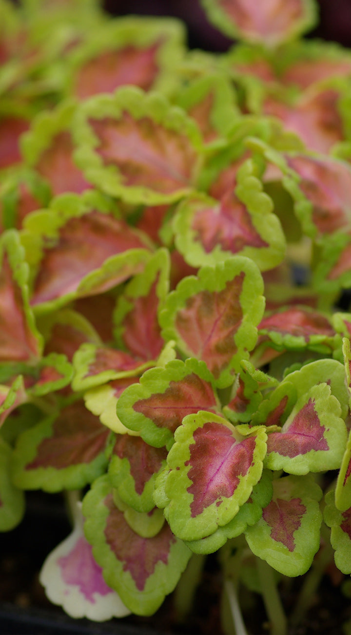 Territorial Seed Company Sun Coral Candy Coleus - Thumbnail 2